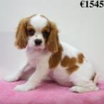 Cavalier King Charles femelles (Blenheim) à vendre, Animaux & Accessoires, 15 semaines à 1 an, Parvovirose, Plusieurs, Étranger