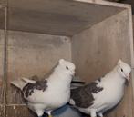 Iraanse duiven, Animaux & Accessoires, Oiseaux | Pigeons
