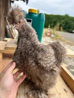 Choco koekoek usa zijdehoen hen, Dieren en Toebehoren