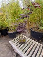 Acer bonsai, Tuin en Terras, Planten | Bomen, Bloeit niet, Halfschaduw, Overige soorten, 100 tot 250 cm