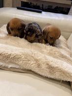 Prachtige dwergteckel pups, Dieren en Toebehoren, België, Fokker | Hobbymatig, CDV (hondenziekte), 8 tot 15 weken