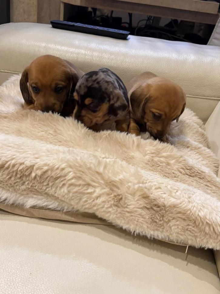 Prachtige dwergteckel pups, Dieren en Toebehoren, Honden | Teckels en Dashonden, Meerdere dieren, Korthaar, Dwerg, Fokker | Hobbymatig