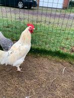 Haantjes, Dieren en Toebehoren, Ophalen