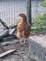 9 wkn oud orphington x legkip haantje, Dieren en Toebehoren, Pluimvee