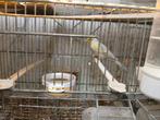 Mozaïekkanarie, Dieren en Toebehoren, Vogels | Kanaries, Mannelijk, Zangkanarie