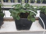 aardbeipotten, kweekpotten, bloempotten, Ophalen