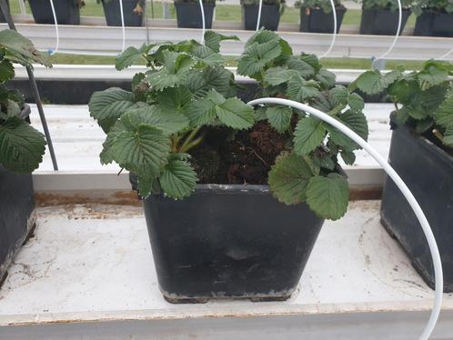aardbeipotten, kweekpotten, bloempotten, Tuin en Terras, Planten | Tuinplanten, Ophalen