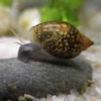 IK BEN OP ZOEK NAAR SLAKKEN, Dieren en Toebehoren, Ophalen