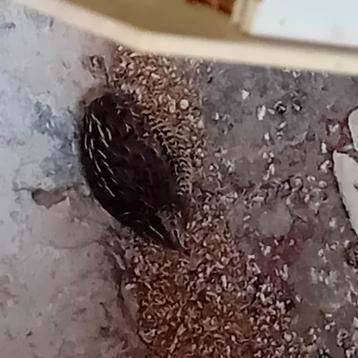 3 hennen en 1 haan chinese dwergkwartels 30€, natuurbroed beschikbaar voor biedingen