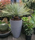 Yucca rostrada, Tuin en Terras, Planten | Tuinplanten, Vaste plant, Ophalen, Bloeit niet, Groenteplanten