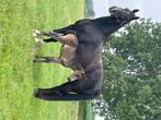 Zwarte merrie met veulen, Dieren en Toebehoren, Paarden, Merrie, Met stamboom, Dressuurpaard, Zadelmak