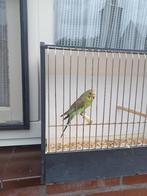 Blackwing  grasparkieten, Dieren en Toebehoren, Parkiet, Tam