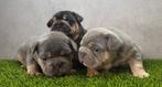Franse Bulldog pups bij ons thuis geboren!, Dieren en Toebehoren, België, Fokker | Hobbymatig, CDV (hondenziekte), 8 tot 15 weken