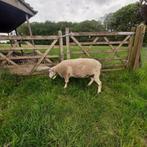 easy care ooi, Dieren en Toebehoren, Schapen, Geiten en Varkens, Vrouwelijk, Schaap, 0 tot 2 jaar