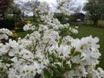 Mooie planten van  parelstruik te koop, Tuin en Terras, Planten | Tuinplanten, Ophalen, Lente, Bodembedekkers
