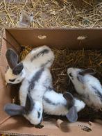 Blauwe reuze vlinder, Dieren en Toebehoren, Konijnen