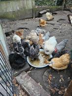 gratis zijdehoen hanen, Poule ou poulet