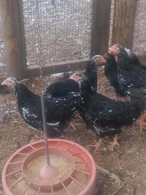 Halfwas kippen van 3 verschillende rassen, Dieren en Toebehoren, Pluimvee, Kip