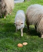 Agneau Racka, Animaux & Accessoires, Moutons, Chèvres & Cochons, Femelle, Mouton, 0 à 2 ans