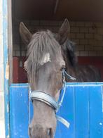 Paard te koop, Hengst, Zadelmak