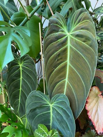 Philodendron melanochrysum  beschikbaar voor biedingen