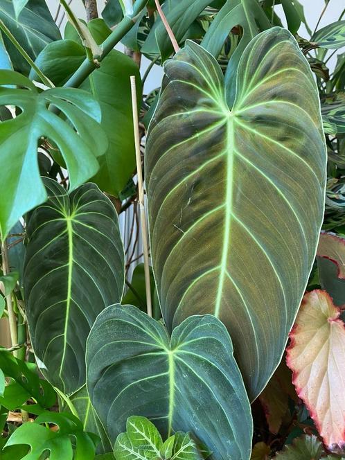 Philodendron melanochrysum, Huis en Inrichting, Kamerplanten, Overige soorten, Minder dan 100 cm, Groene kamerplant, Halfschaduw