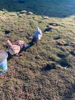 Leg hennen, Dieren en Toebehoren, Pluimvee