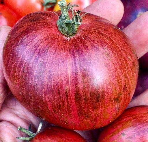 Persuasion - Graines de tomates, Jardin & Terrasse, Bulbes & Semences, Envoi