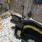 Schildpad 3x, Dieren en Toebehoren, Reptielen en Amfibieën, Schildpad, 7 tot 10 jaar