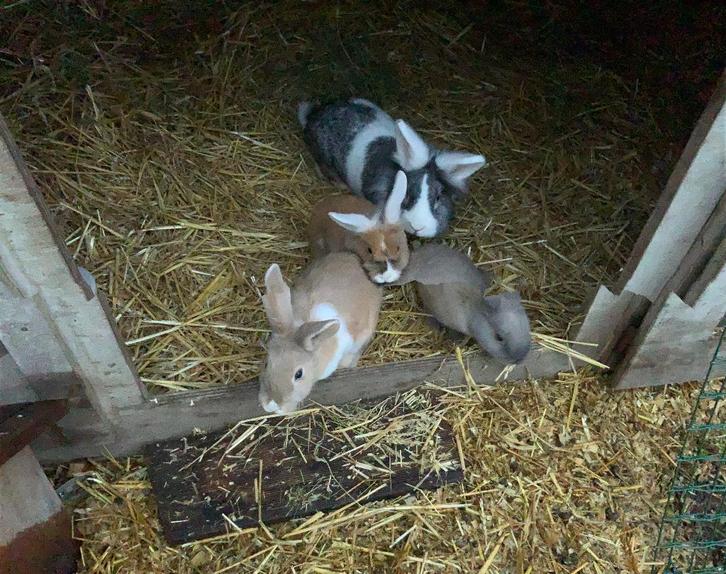 Dwerkonijntjes, Dieren en Toebehoren, Konijnen, Dwerg, 0 tot 2 jaar