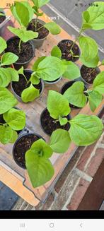 aubergine planten, Tuin en Terras, Planten | Tuinplanten, Ophalen