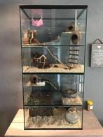 Koop Stekelmuizen Terrarium, Degoekooi of Gerbil Terrarium, Dieren en Toebehoren, Ophalen of Verzenden, 90 cm of meer, Minder dan 75 cm