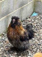 Haan, Dieren en Toebehoren, Mannelijk, Kip