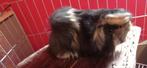 langhaar cavia beertje, Dieren en Toebehoren, Cavia, Mannelijk, Tam, September