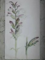 Redouté XIXème Empire Aquarelle Encre botanique 1820 Fleurs, Antiquités & Art, Enlèvement ou Envoi
