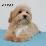 Maltipoo puppy's te koop, 15 weken tot 1 jaar, Buitenland, CDV (hondenziekte), Meerdere