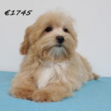 Maltipoo puppy's te koop beschikbaar voor biedingen