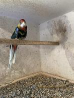 Rosella's, Meerdere dieren, Parkiet, Geringd