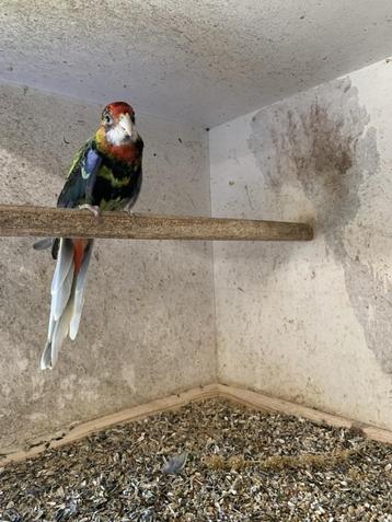 Rosella's beschikbaar voor biedingen