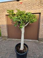 Vijgenboom 2 stuks in pot., Tuin en Terras, Planten | Bomen, Ophalen, In pot