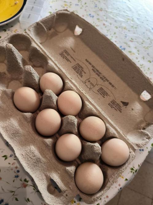Broedeieren Brahma kriel Columbia zwart wit, Dieren en Toebehoren, Pluimvee | Toebehoren, Zo goed als nieuw, Ophalen