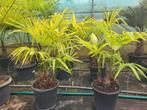 Trachycarpus fortunei,  groep van 3 stammen, 80/90 hoog., Tuin en Terras, Ophalen of Verzenden