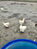 Witte zijdehoender hanen