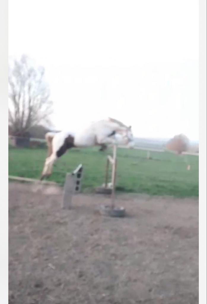 Nakomeling Darling O Lena Lynx, Dieren en Toebehoren, Pony's, Hengst, Zadelmak