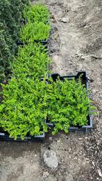 Lonocera maigrun te koop, Ophalen