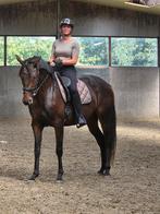 Furstenball x Londonderry dressuurpaard, Dieren en Toebehoren, Merrie, Dressuurpaard