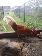 Fries hoen, Dieren en Toebehoren, Pluimvee, Mannelijk, Kip