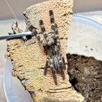 Poecilotheria regalis, Dieren en Toebehoren, Insecten en Spinnen