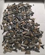 Grand lot de dents de requin provenant de sabots et d'Anvers, Collections, Enlèvement ou Envoi, Fossile
