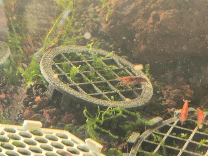 Moskooi met javamos (Taxiphyllum barbieri) - 5cm, Dieren en Toebehoren, Vissen | Aquaria en Toebehoren, Nieuw, Plant(en), Steen of Hout
